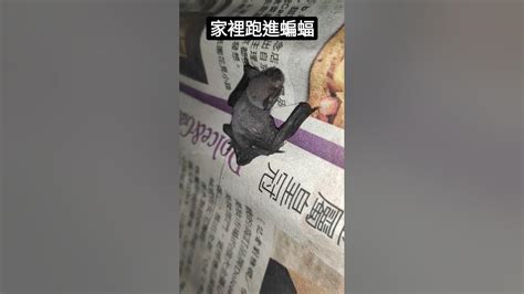 蝙蝠跑進家裡代表什麼|【家裡有蝙蝠代表什麼】家裡出現蝙蝠代表大吉大利！3種跡象顯。